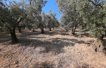 C21 Cius; Adliye 2835m2 Bakımlı Satılık Zeytinlik