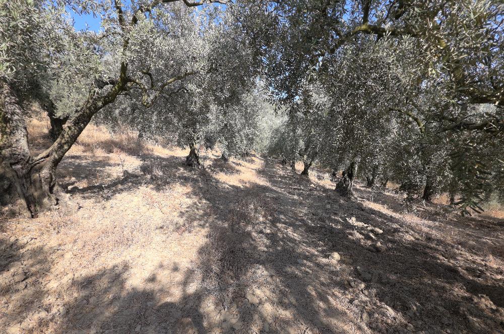 C21 Cius; Adliye 2835m2 Bakımlı Satılık Zeytinlik