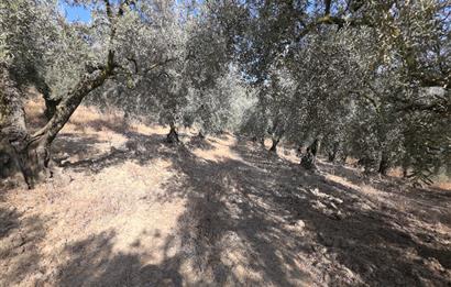 C21 Cius; Adliye 2835m2 Bakımlı Satılık Zeytinlik