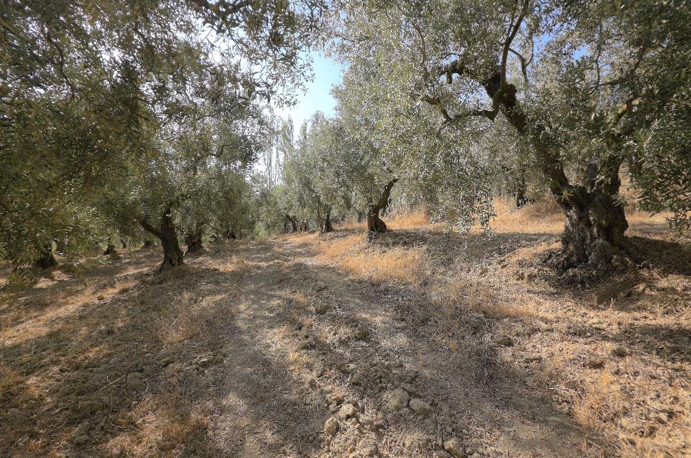 C21 Cius; Adliye 2835m2 Bakımlı Satılık Zeytinlik