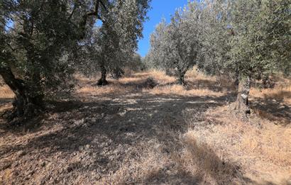 C21 Cius; Adliye 2835m2 Bakımlı Satılık Zeytinlik