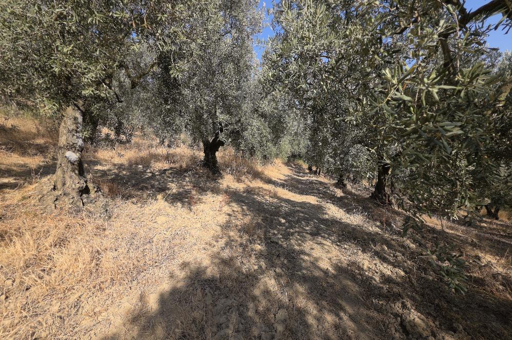 C21 Cius; Adliye 2835m2 Bakımlı Satılık Zeytinlik