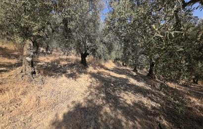 C21 Cius; Adliye 2835m2 Bakımlı Satılık Zeytinlik