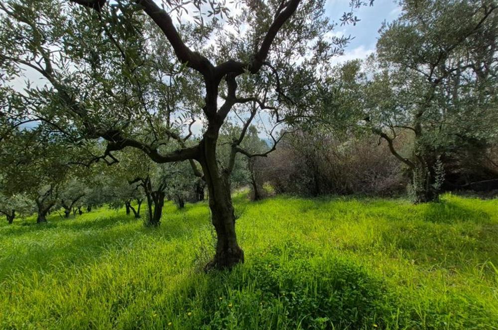C21 Cius; Gemlik Katırlı’da Yola Cepheli Kurulu Düzen Zeytinlik