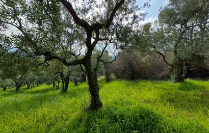 C21 Cius; Gemlik Katırlı’da Yola Cepheli Kurulu Düzen Zeytinlik