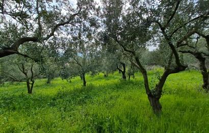 C21 Cius; Gemlik Katırlı’da Yola Cepheli Kurulu Düzen Zeytinlik