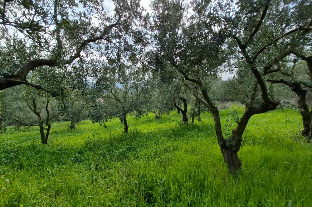 C21 Cius; Gemlik Katırlı’da Yola Cepheli Kurulu Düzen Zeytinlik