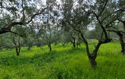 C21 Cius; Gemlik Katırlı’da Yola Cepheli Kurulu Düzen Zeytinlik