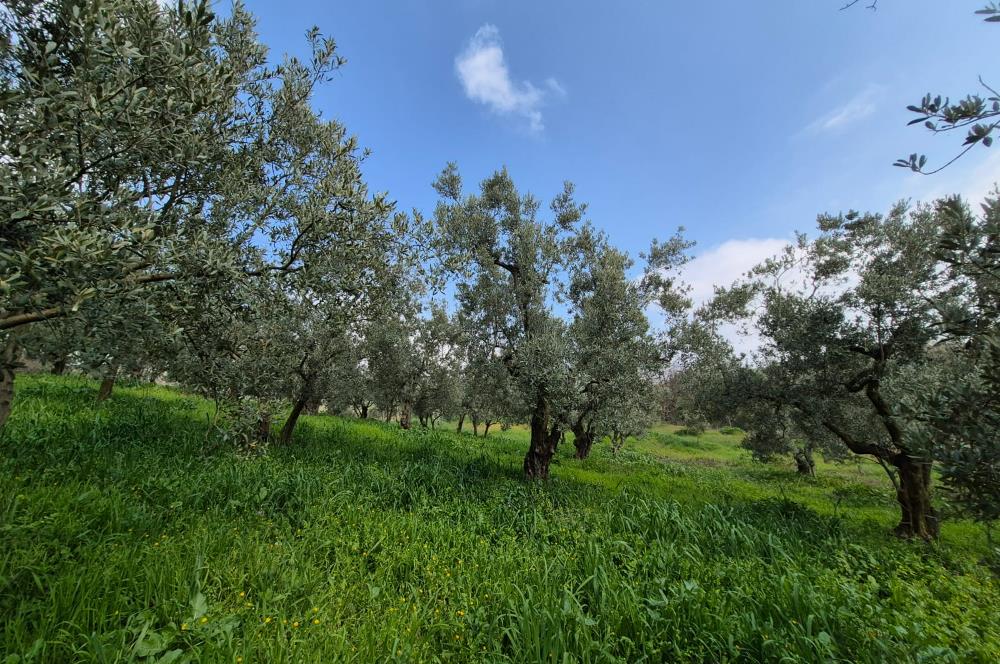 C21 Cius; Gemlik Katırlı’da Yola Cepheli Kurulu Düzen Zeytinlik
