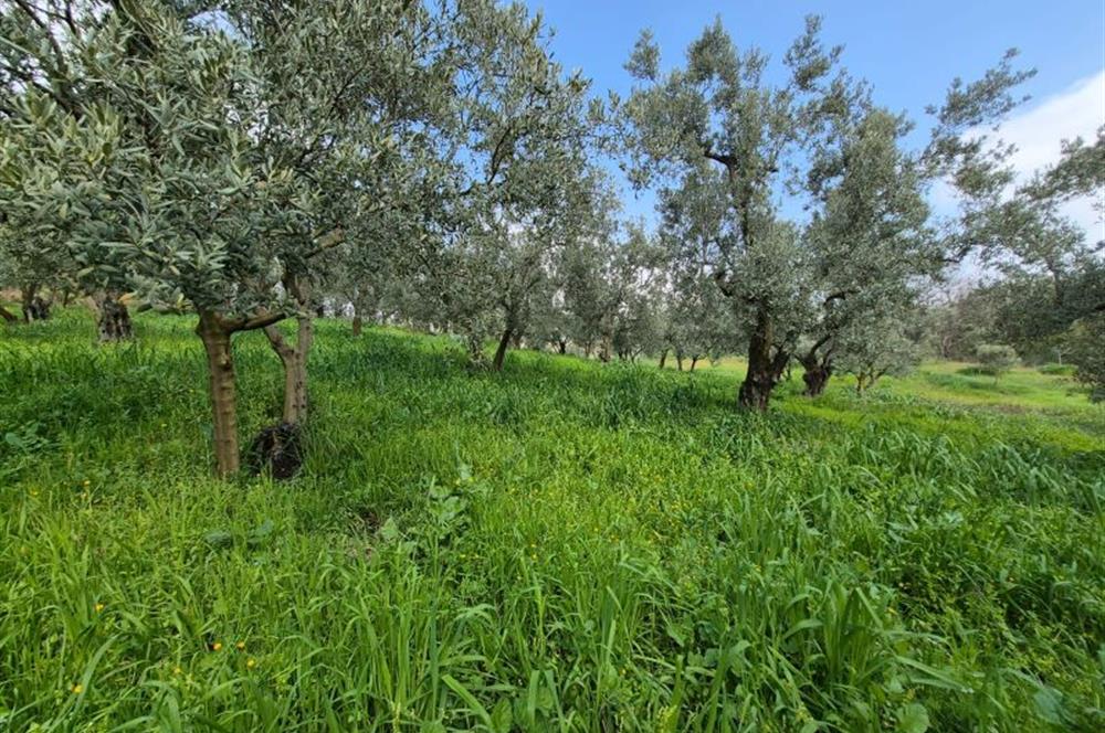 C21 Cius; Gemlik Katırlı’da Yola Cepheli Kurulu Düzen Zeytinlik