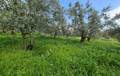 C21 Cius; Gemlik Katırlı’da Yola Cepheli Kurulu Düzen Zeytinlik