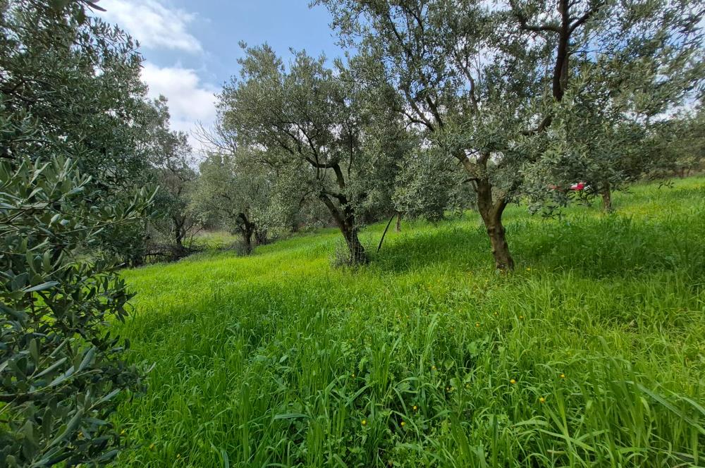 C21 Cius; Gemlik Katırlı’da Yola Cepheli Kurulu Düzen Zeytinlik