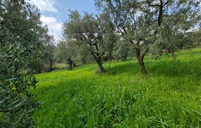 C21 Cius; Gemlik Katırlı’da Yola Cepheli Kurulu Düzen Zeytinlik