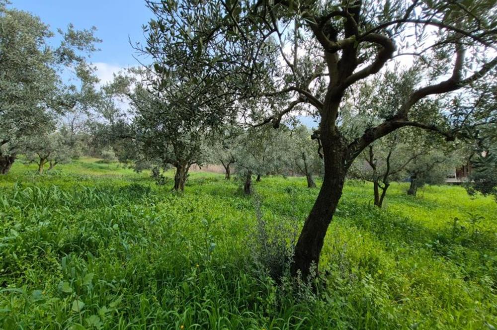 C21 Cius; Gemlik Katırlı’da Yola Cepheli Kurulu Düzen Zeytinlik