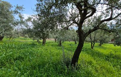 C21 Cius; Gemlik Katırlı’da Yola Cepheli Kurulu Düzen Zeytinlik