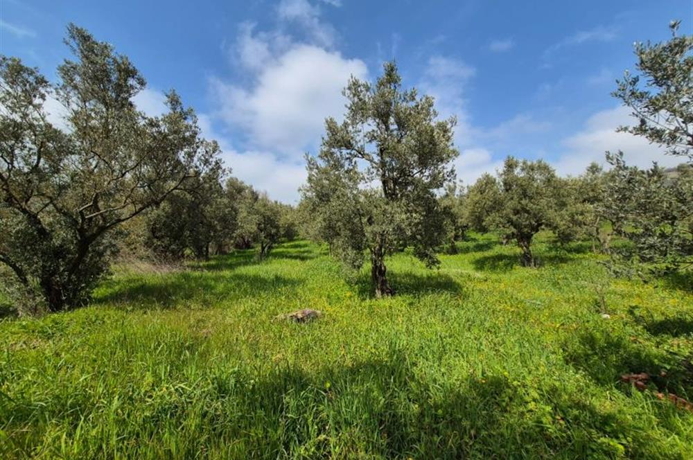 C21 Cius; Gemlik Katırlı’da Yola Cepheli Kurulu Düzen Zeytinlik