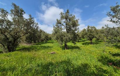 C21 Cius; Gemlik Katırlı’da Yola Cepheli Kurulu Düzen Zeytinlik