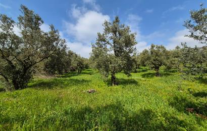 C21 Cius; Gemlik Katırlı’da Yola Cepheli Kurulu Düzen Zeytinlik