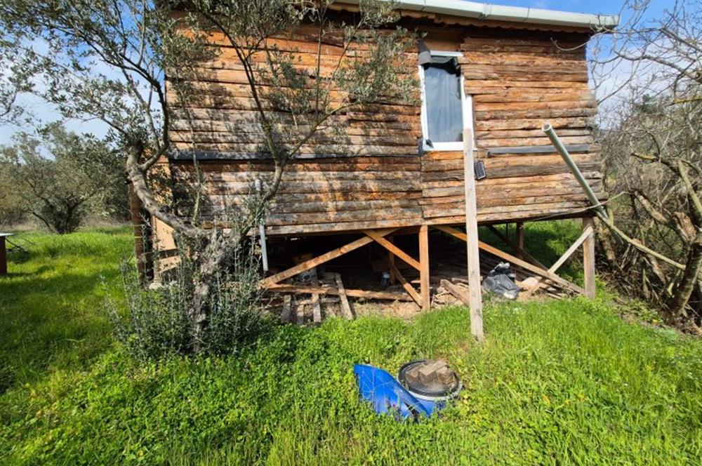 C21 Cius; Gemlik Katırlı’da Yola Cepheli Kurulu Düzen Zeytinlik