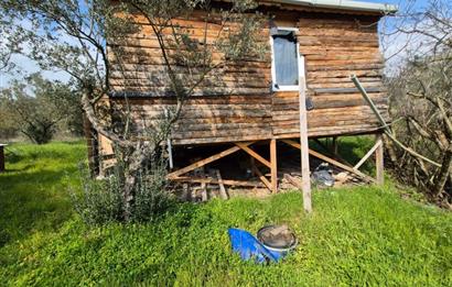 C21 Cius; Gemlik Katırlı’da Yola Cepheli Kurulu Düzen Zeytinlik