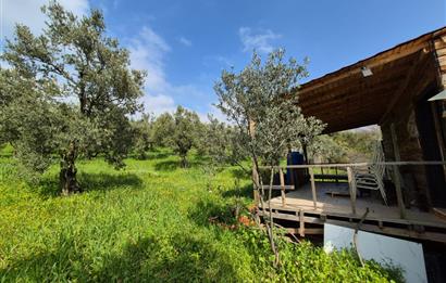 C21 Cius; Gemlik Katırlı’da Yola Cepheli Kurulu Düzen Zeytinlik