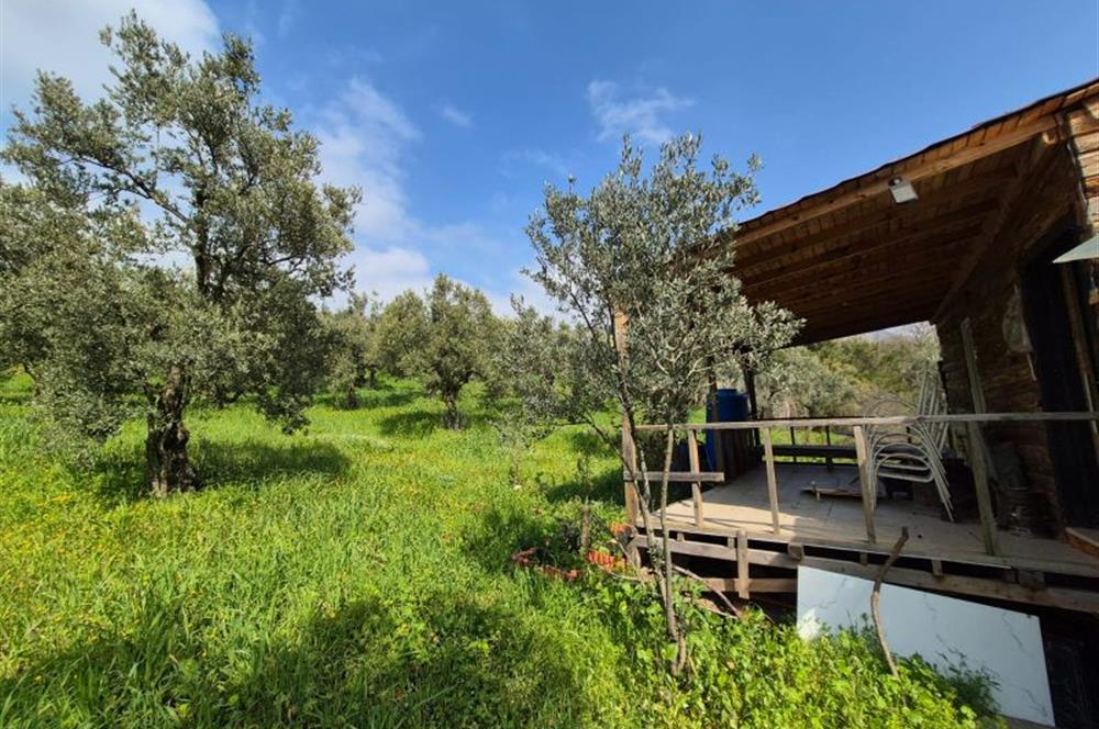 C21 Cius; Gemlik Katırlı’da Yola Cepheli Kurulu Düzen Zeytinlik