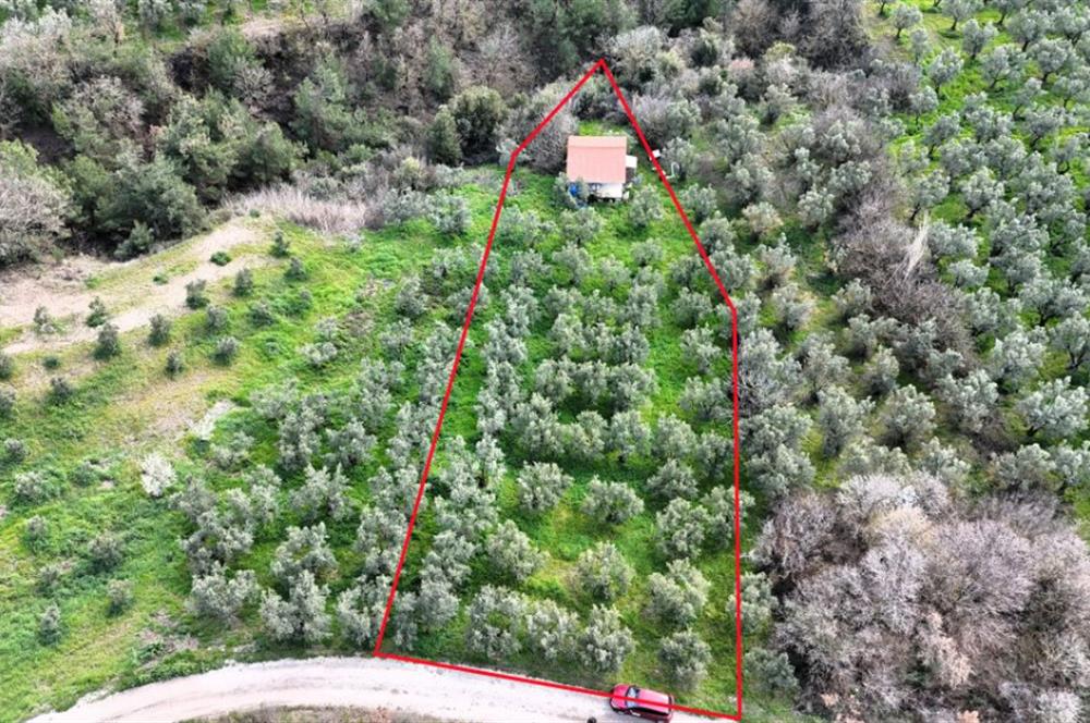 C21 Cius; Gemlik Katırlı’da Yola Cepheli Kurulu Düzen Zeytinlik