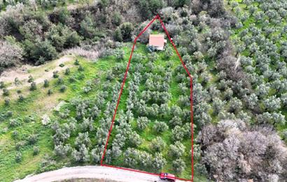 C21 Cius; Gemlik Katırlı’da Yola Cepheli Kurulu Düzen Zeytinlik