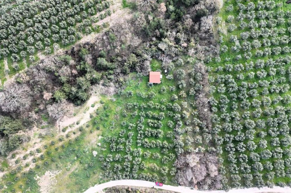 C21 Cius; Gemlik Katırlı’da Yola Cepheli Kurulu Düzen Zeytinlik