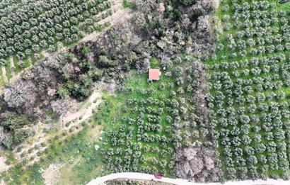 C21 Cius; Gemlik Katırlı’da Yola Cepheli Kurulu Düzen Zeytinlik