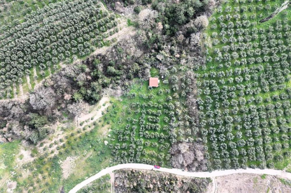 C21 Cius; Gemlik Katırlı’da Yola Cepheli Kurulu Düzen Zeytinlik