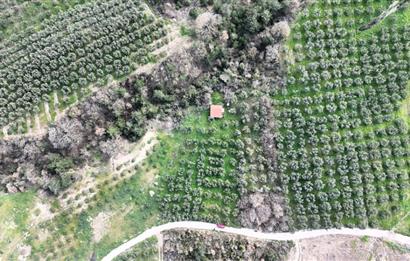 C21 Cius; Gemlik Katırlı’da Yola Cepheli Kurulu Düzen Zeytinlik