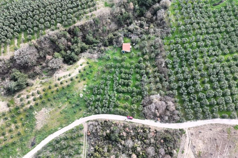 C21 Cius; Gemlik Katırlı’da Yola Cepheli Kurulu Düzen Zeytinlik