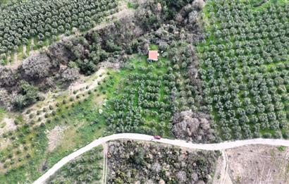 C21 Cius; Gemlik Katırlı’da Yola Cepheli Kurulu Düzen Zeytinlik