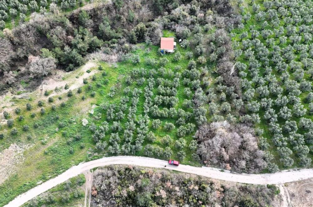 C21 Cius; Gemlik Katırlı’da Yola Cepheli Kurulu Düzen Zeytinlik