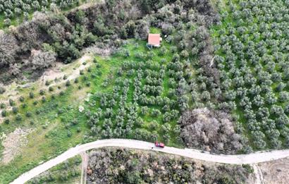 C21 Cius; Gemlik Katırlı’da Yola Cepheli Kurulu Düzen Zeytinlik