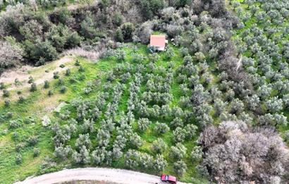 C21 Cius; Gemlik Katırlı’da Yola Cepheli Kurulu Düzen Zeytinlik