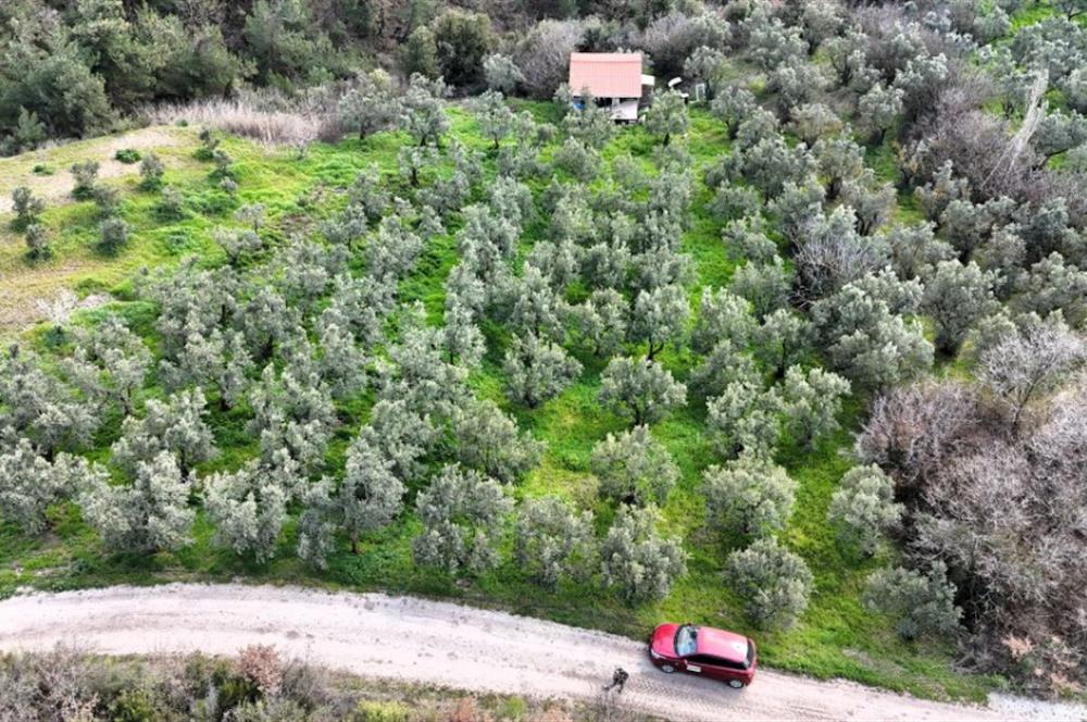 C21 Cius; Gemlik Katırlı’da Yola Cepheli Kurulu Düzen Zeytinlik