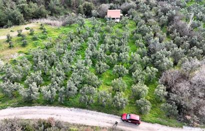 C21 Cius; Gemlik Katırlı’da Yola Cepheli Kurulu Düzen Zeytinlik