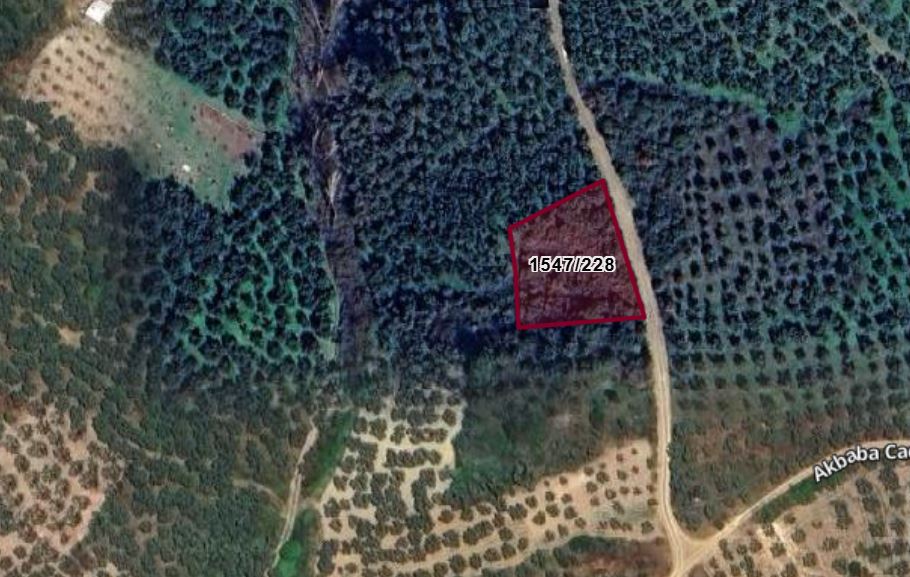 C21 Cius; Umurbey'de Yola Cephe 1248 m2 Zeytinlik