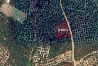 C21 Cius; Umurbey'de Yola Cephe 1248 m2 Zeytinlik - 7 - 32765