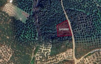 C21 Cius; Umurbey'de Yola Cephe 1248 m2 Zeytinlik