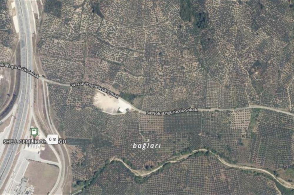 C21 Cius; Umurbey'de Yola Cephe 1248 m2 Zeytinlik