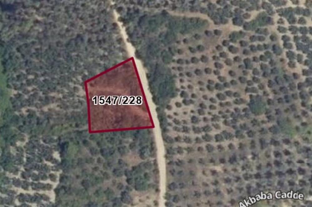 C21 Cius; Umurbey'de Yola Cephe 1248 m2 Zeytinlik