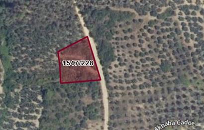 C21 Cius; Umurbey'de Yola Cephe 1248 m2 Zeytinlik