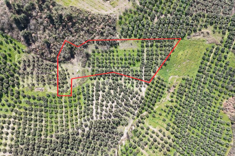 Katırlı'da Satılık 6695 m² Bakımlı Zeytinlik - Yatırım Fırsatı