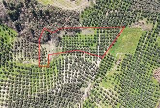 Katırlı'da Satılık 6695 m² Bakımlı Zeytinlik - Yatırım Fırsatı - 2 - 32837