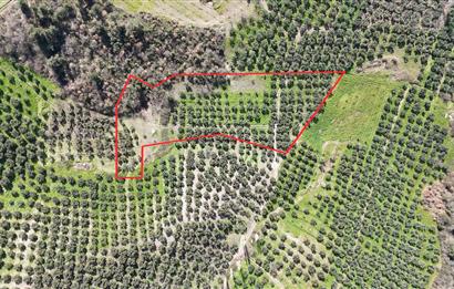 Katırlı'da Satılık 6695 m² Bakımlı Zeytinlik - Yatırım Fırsatı