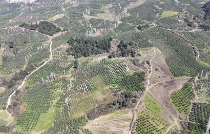Katırlı'da Satılık 6695 m² Bakımlı Zeytinlik - Yatırım Fırsatı