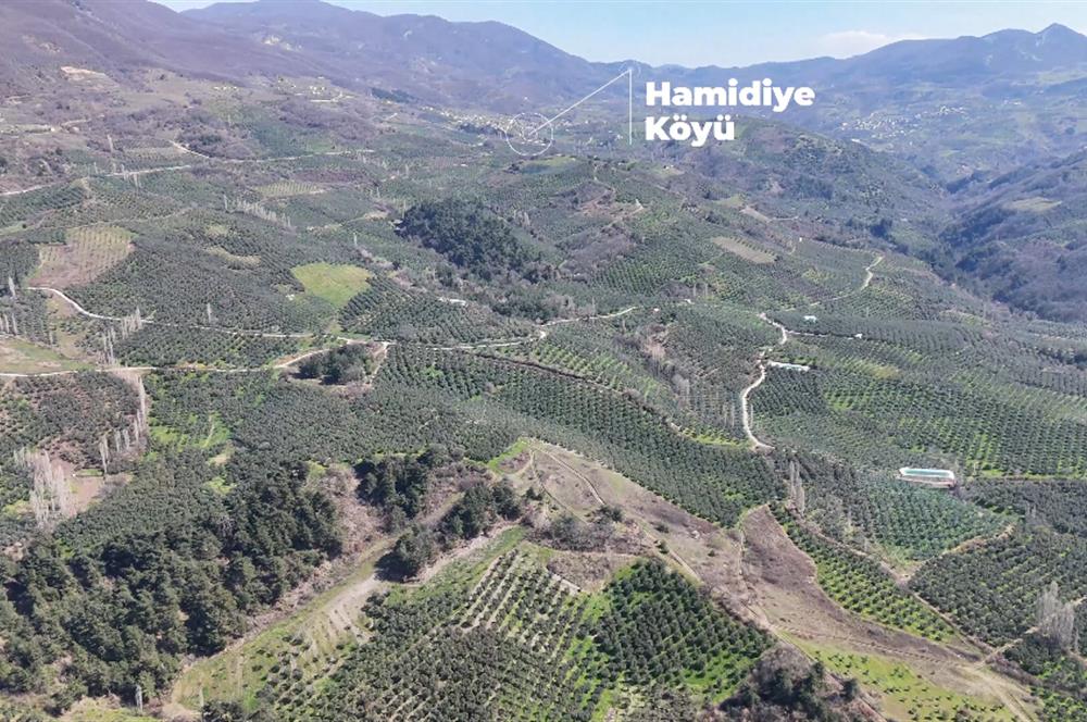 Katırlı'da Satılık 6695 m² Bakımlı Zeytinlik - Yatırım Fırsatı